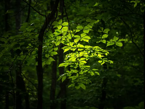 Leaves in Sunlight, Yonah Mountain, Georgia