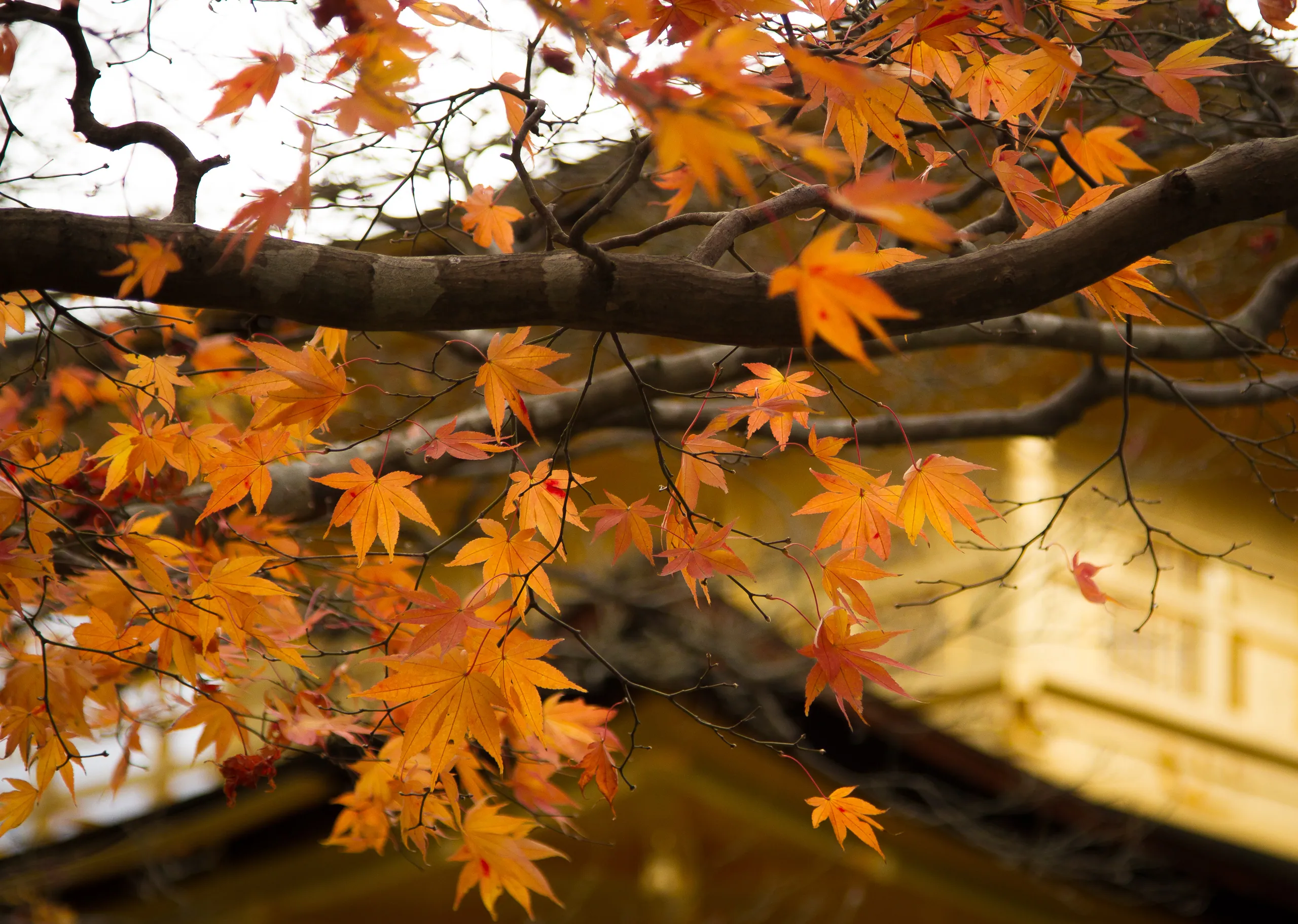 Autumn colours and the Golden Pavilion, Kyoto