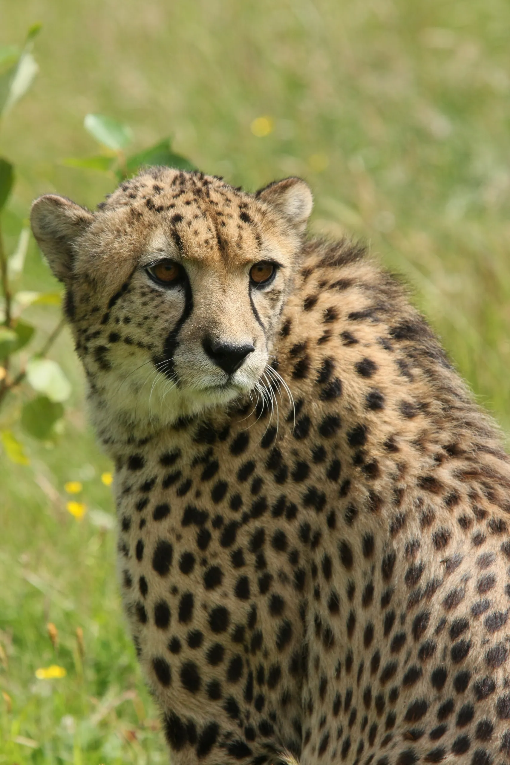 Cheetah