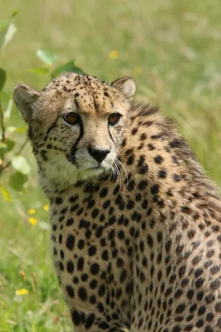 Cheetah