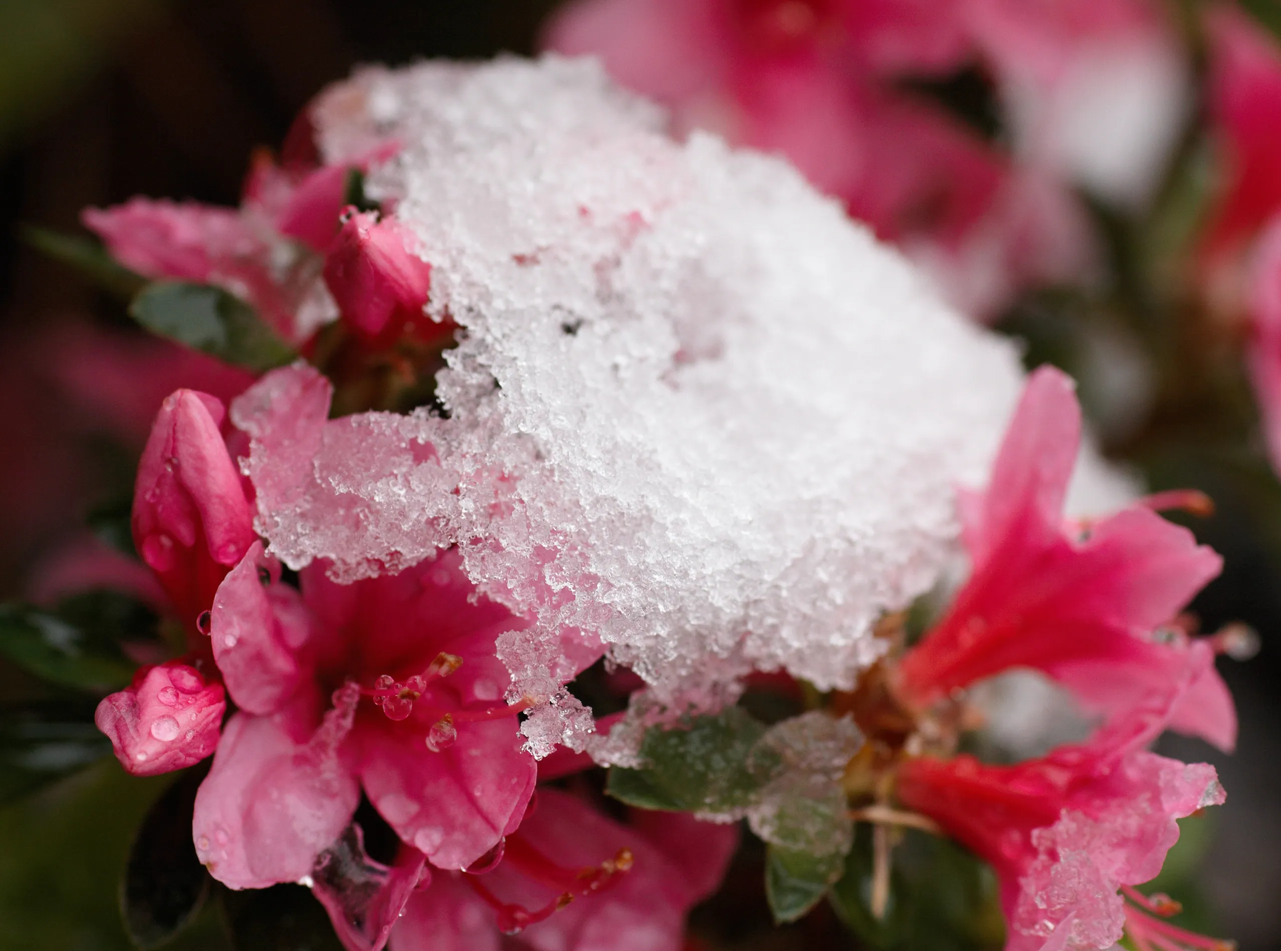 Macro Snow and Flowers
