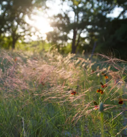 Tall grass at sunrise, Canyon Wren Ranch