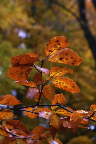 Autumn Colours in the Englischer Garten