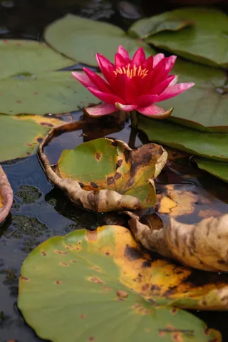 Oxford Botanic Gardens
