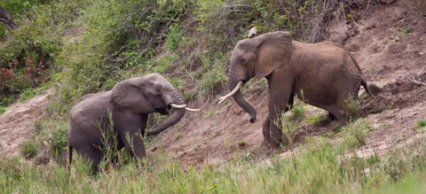 African Elephants Play-Fighting