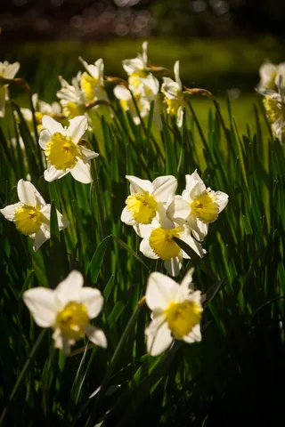 Daffodils, Seaton, Wickhambreaux, Kent