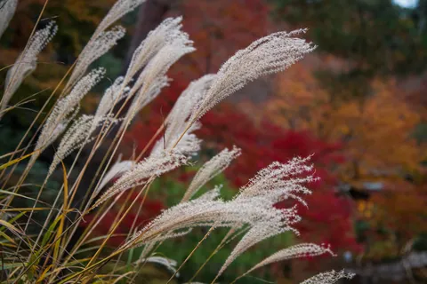 Tall grasses, garden of the Tenryuji Temple, Kyoto