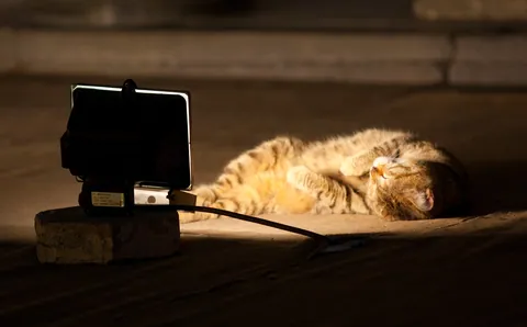 Hagia Sofia - Cat Warming Itself
