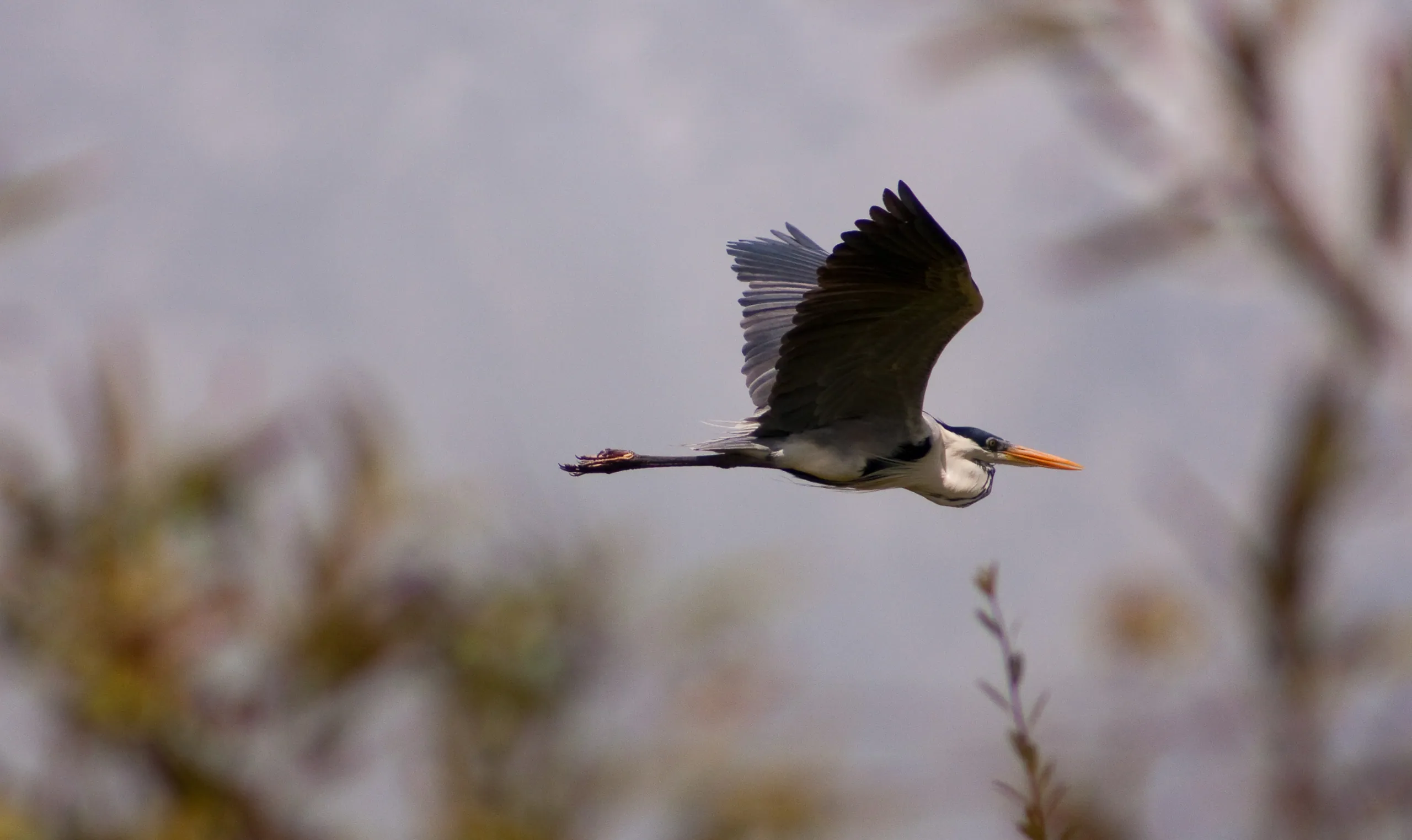 Cocoi Heron in Flight