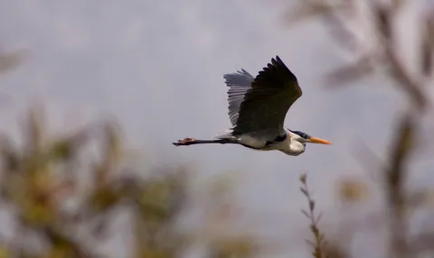 Cocoi Heron in Flight