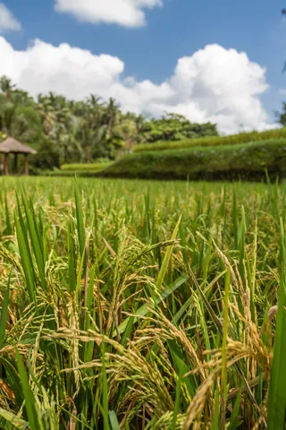 Rice Paddy in Sayan Valley