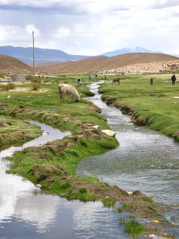 Oasis