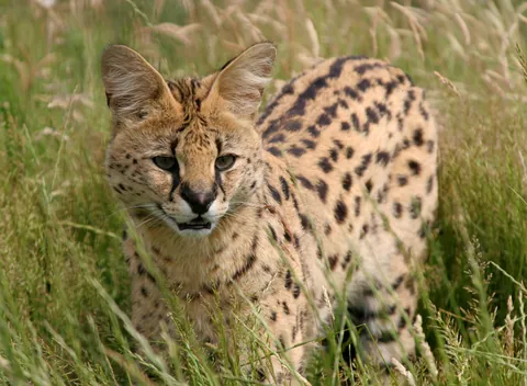 Malawi the Serval