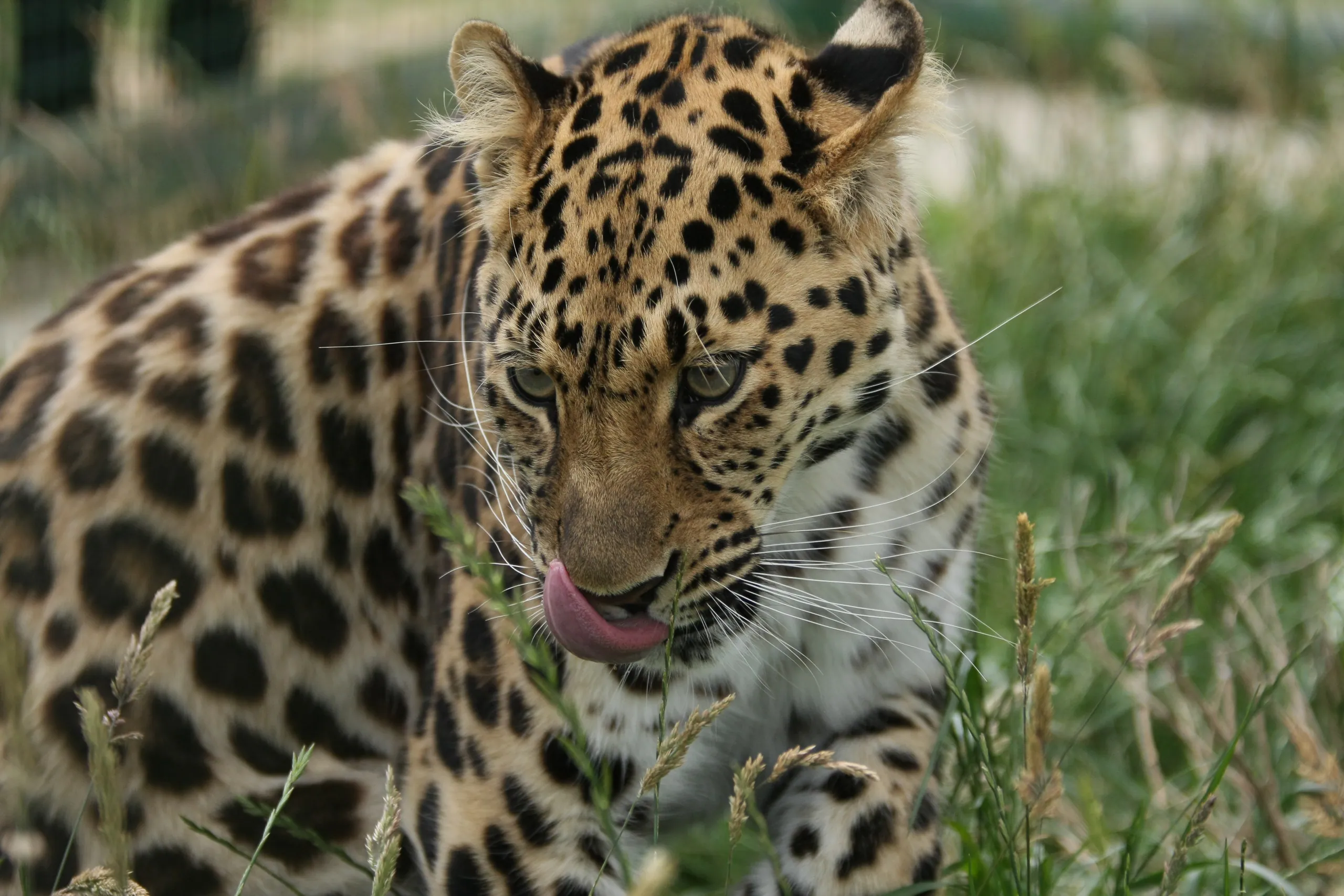 Amur Leopard