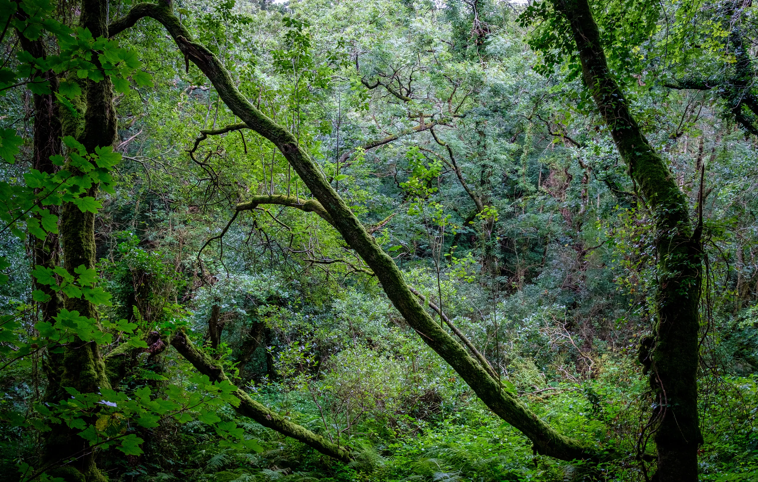 Forest view, Cornish Seal Sanctuary