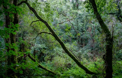 Forest view, Cornish Seal Sanctuary