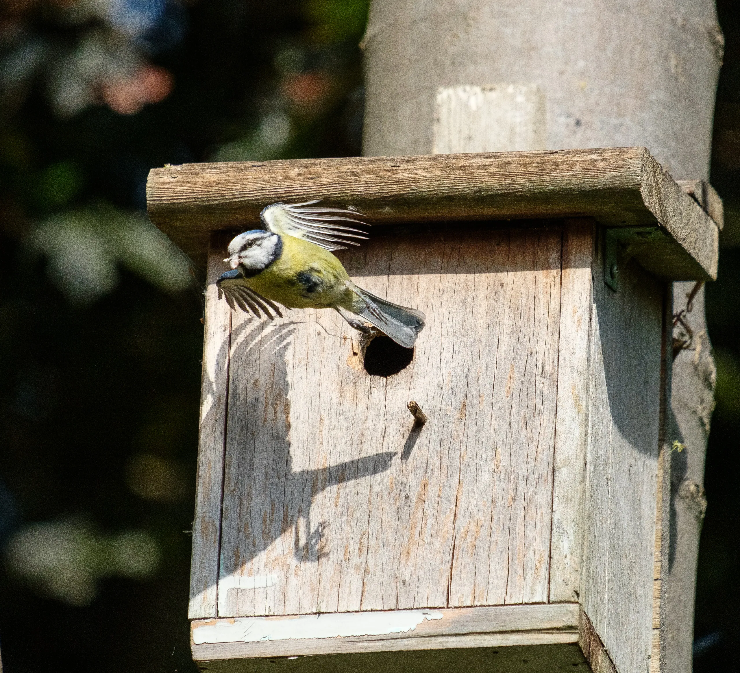 Bluetit in Flight, Lockdown 1