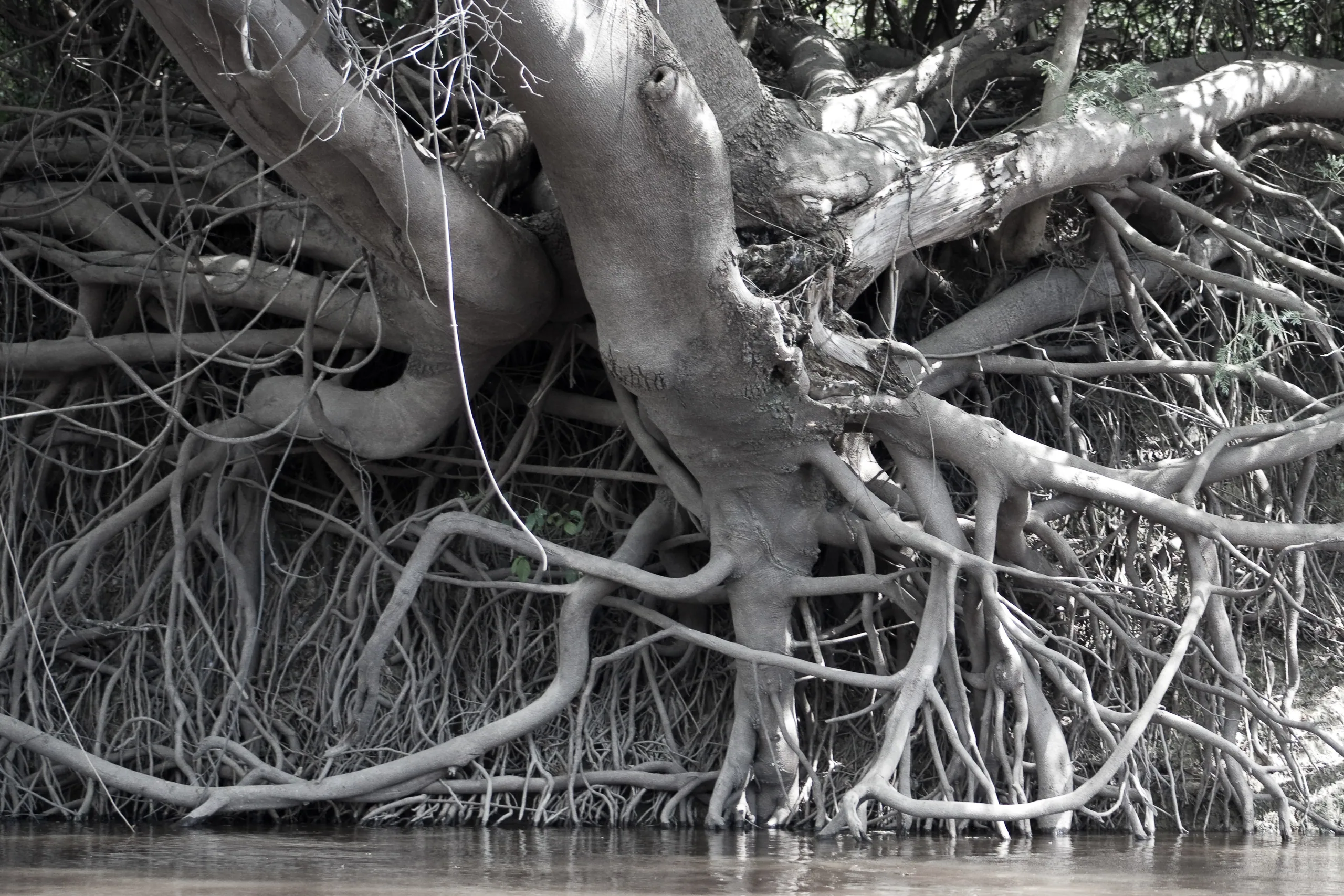 Tree roots