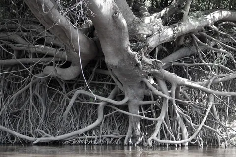Tree roots