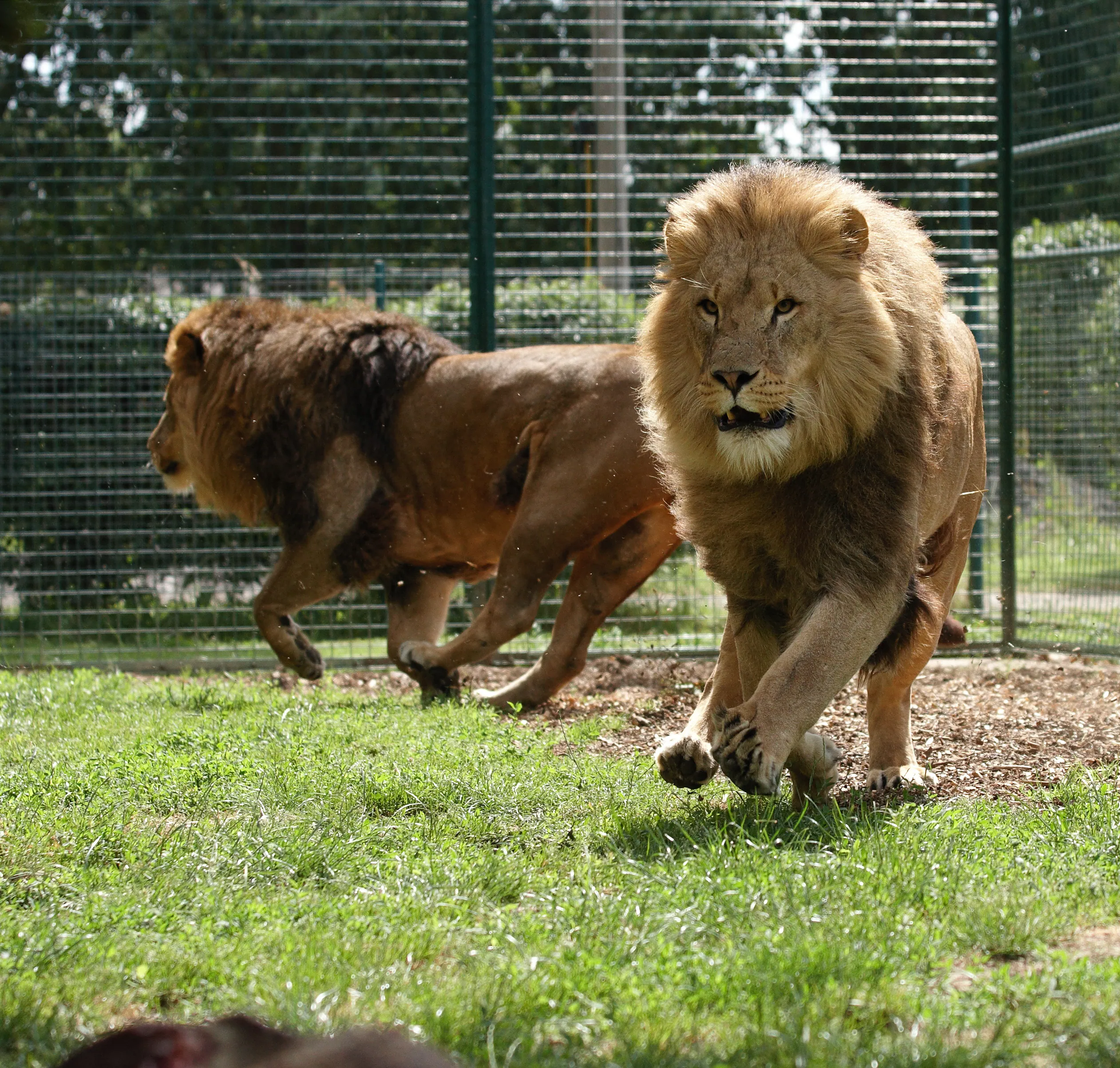 African Lions