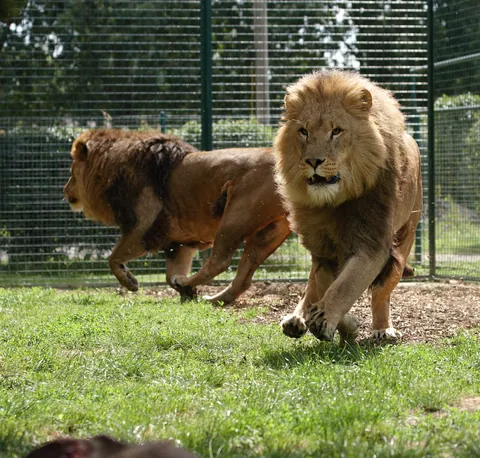 African Lions