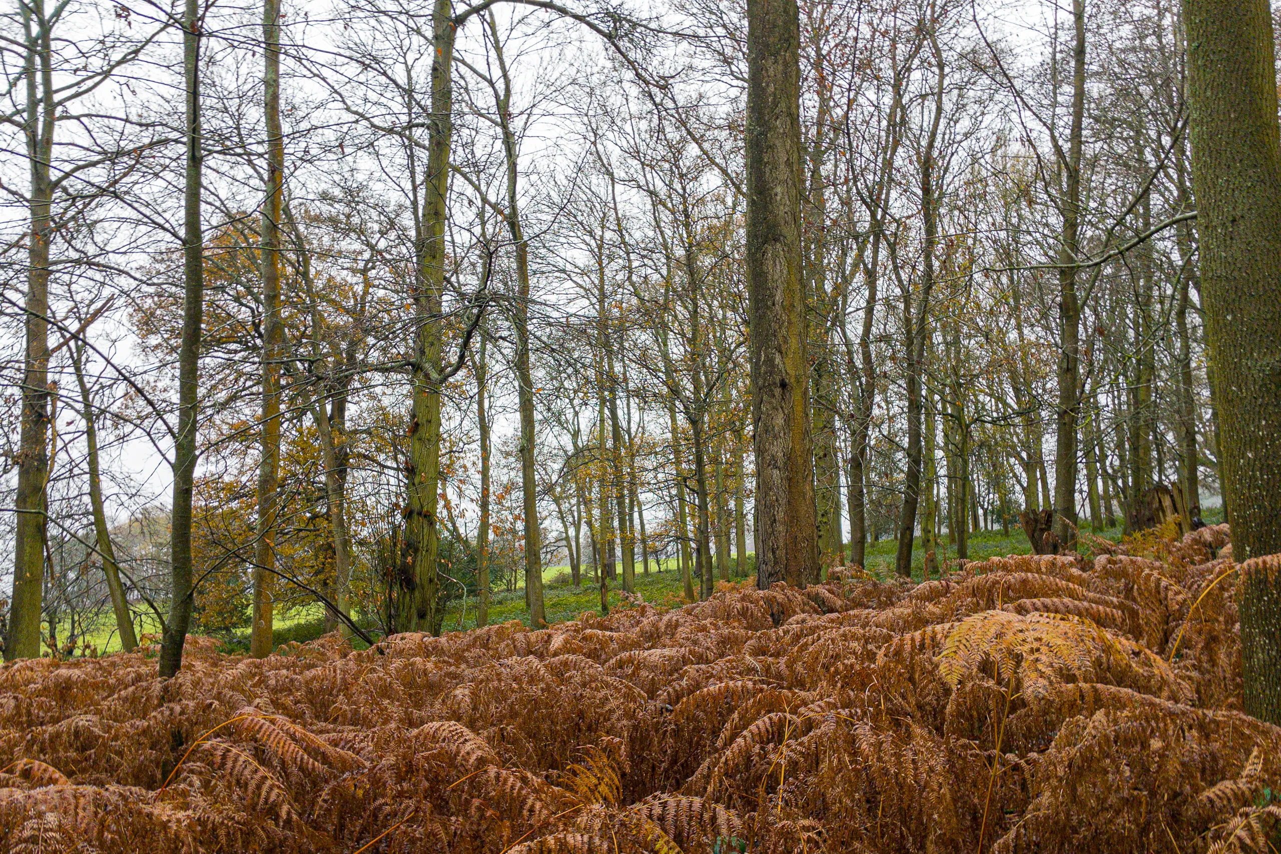 The woods of Greys Court