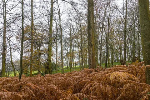 The woods of Greys Court