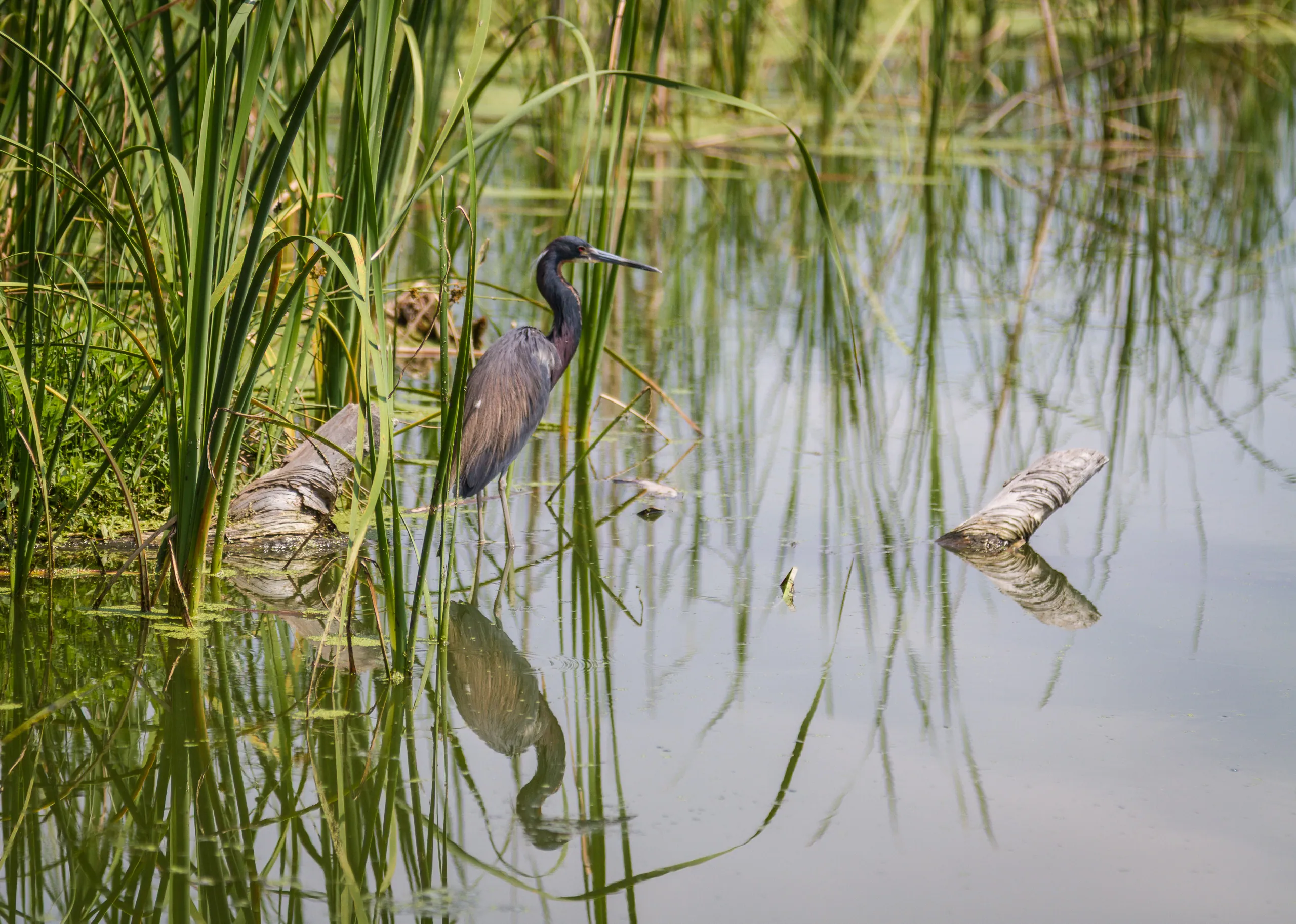 Tricolored Heron in Reeds, Middleton Place
