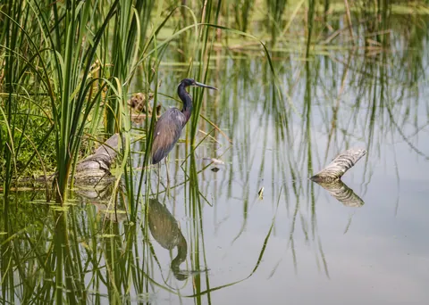 Tricolored Heron in Reeds, Middleton Place
