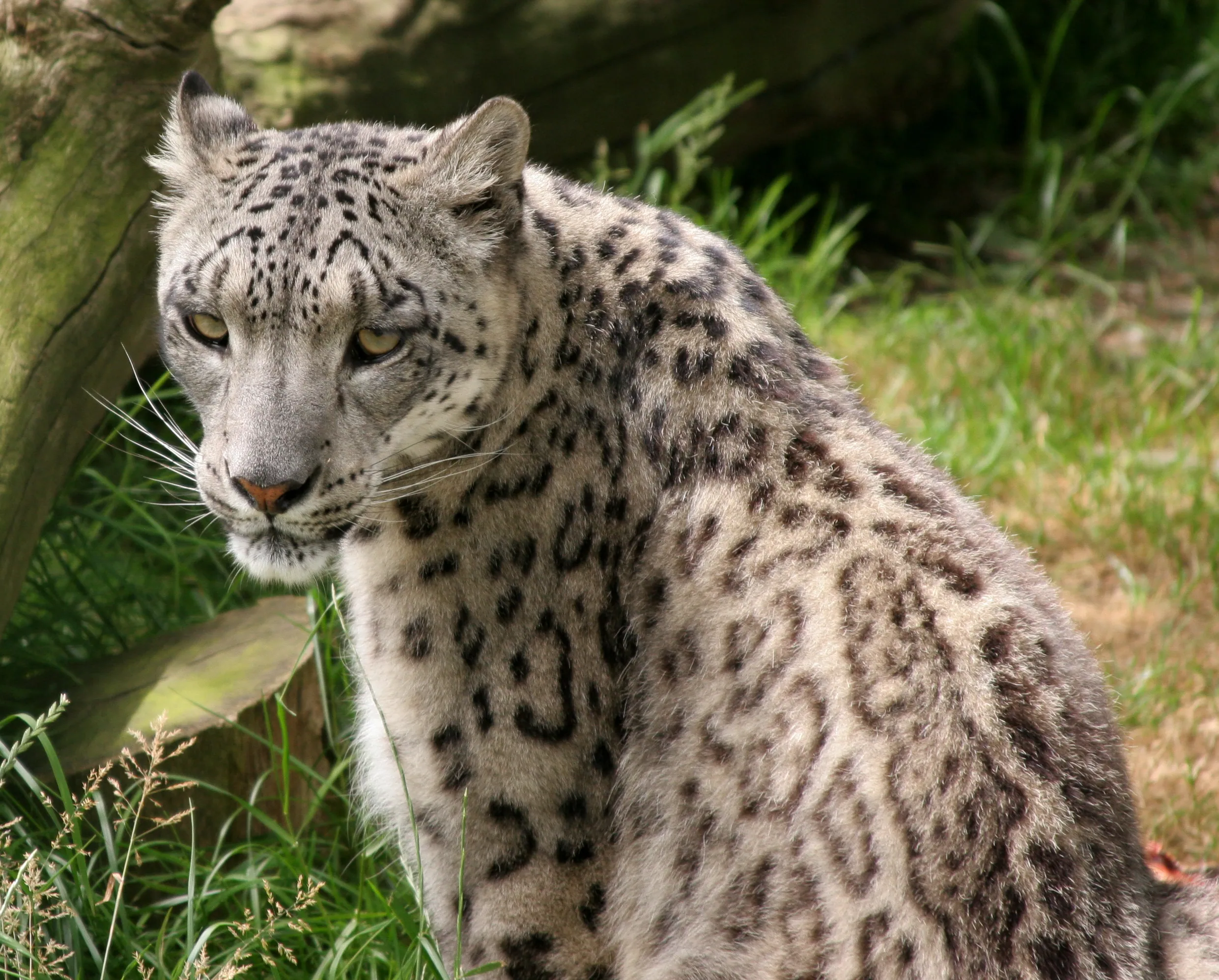 Mizi the Snow Leopard