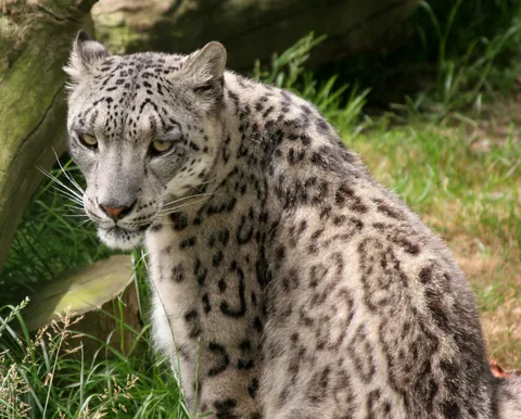 Mizi the Snow Leopard