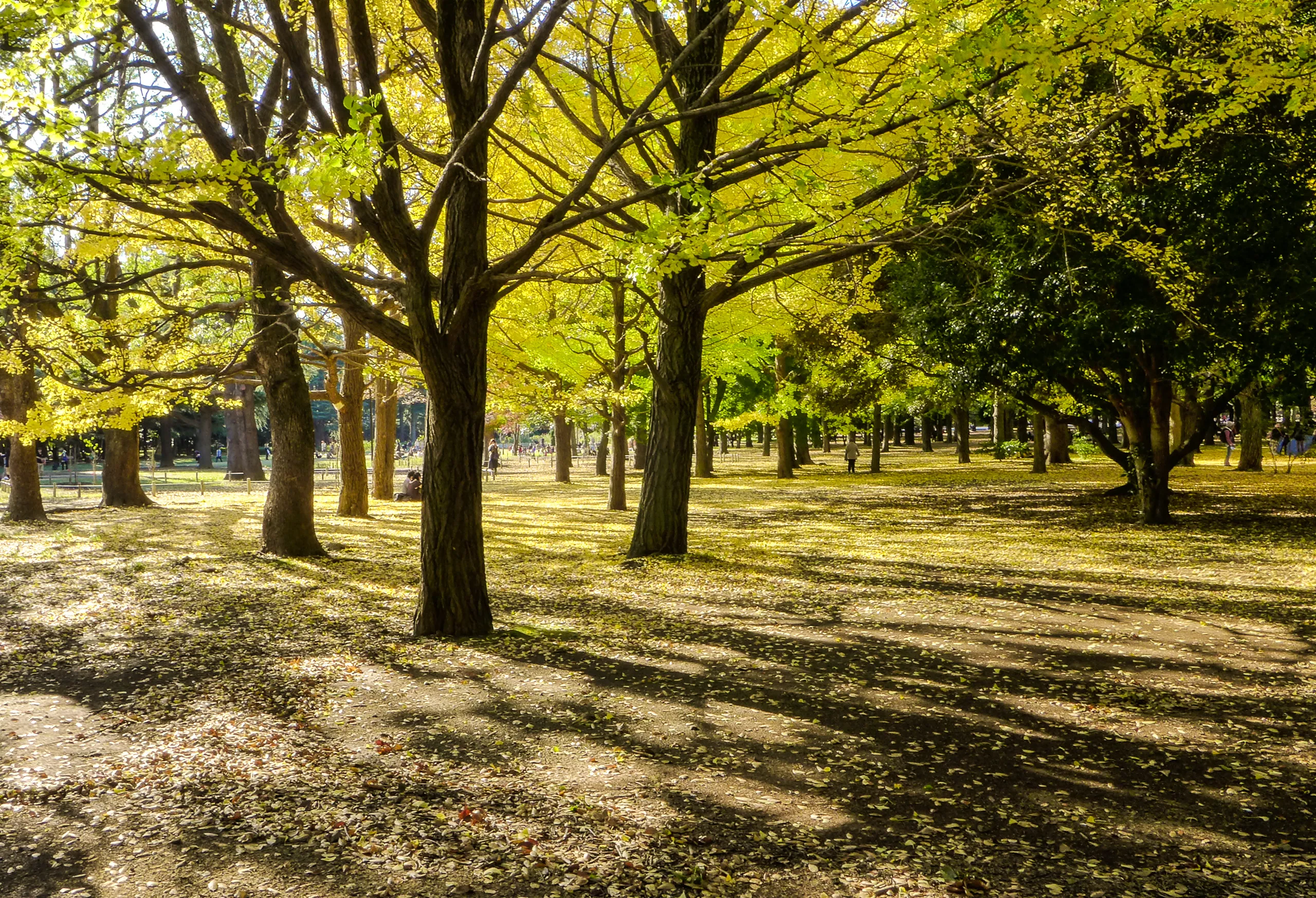 Gingko trees beginning to drop, Yoyogi Park