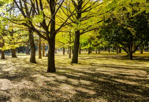 Gingko trees beginning to drop, Yoyogi Park
