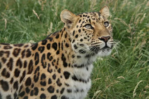 Amur Leopard