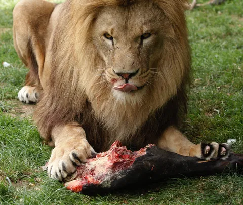 African Lion Snacks on Horse Leg