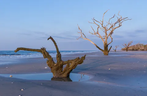 Botany Bay's Ghost Oaks