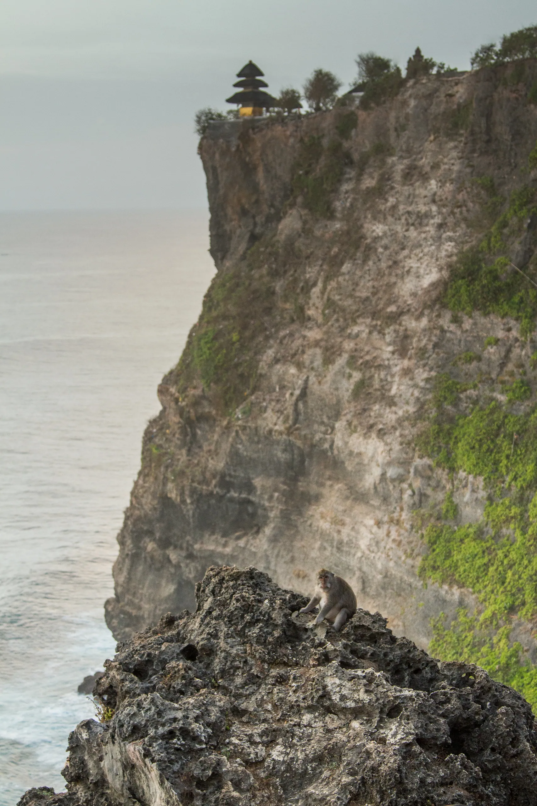 Macaque and Uluwatu Temple, Bali