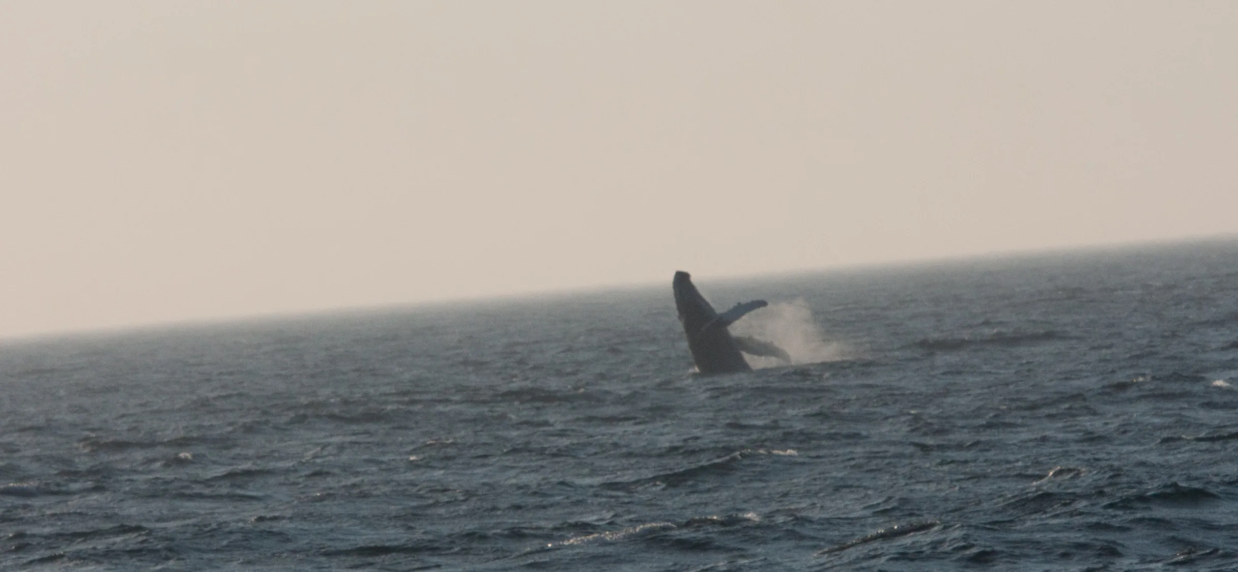Humpback Whale Breaching 1, Stellwagen Bank