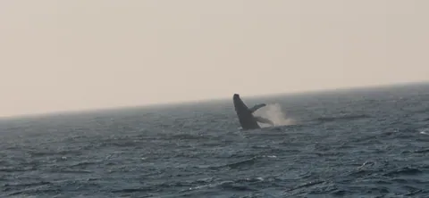 Humpback Whale Breaching 1, Stellwagen Bank