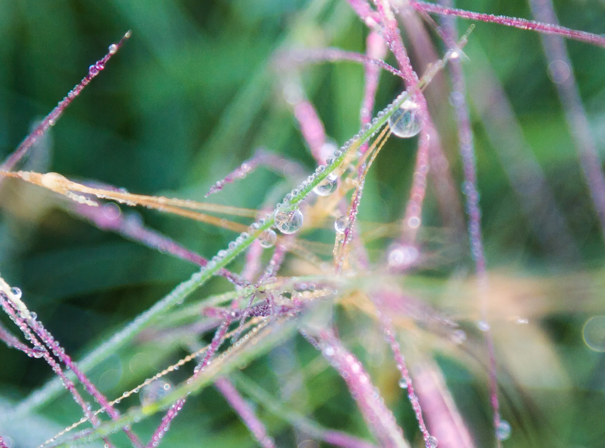 Dewdrops on long grass, Canyon Wren Ranch