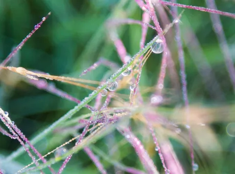 Dewdrops on long grass, Canyon Wren Ranch