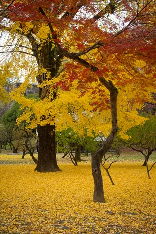 Autumn Colours outside Kumamoto Castle