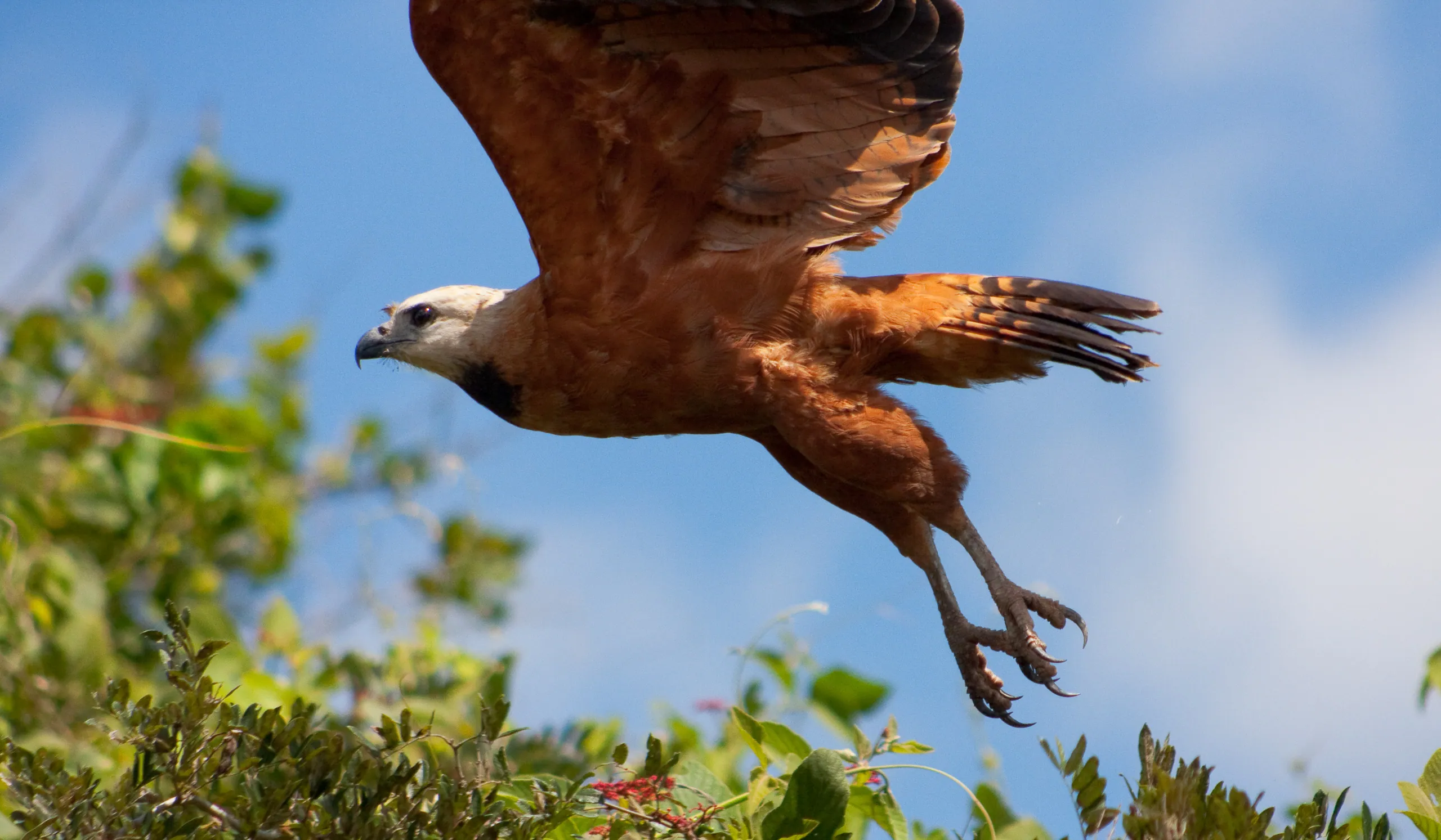 Black-collared Hawk