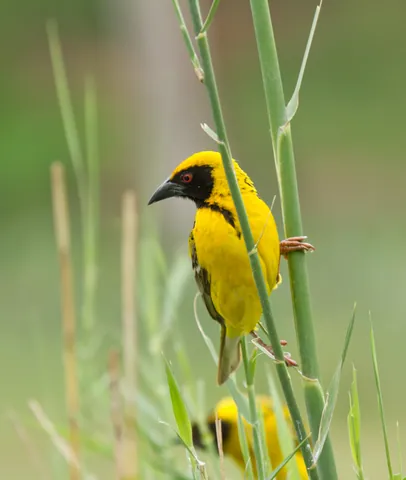 Southern Masked Weaver