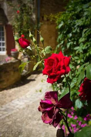 Roses of Beynac-et-Cazenac