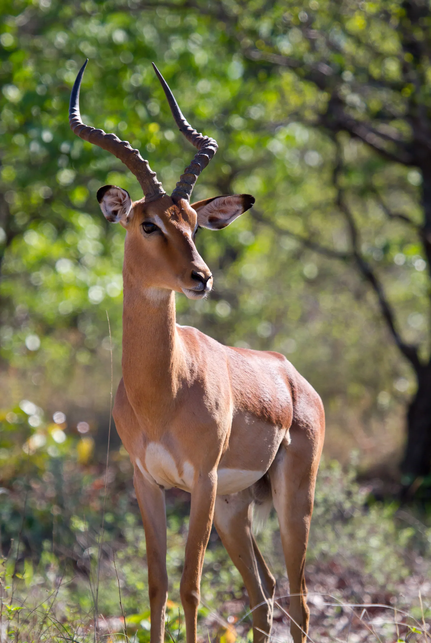 Male Impala