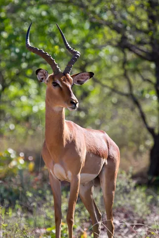Male Impala