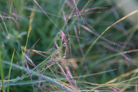 Dewdrops on long grass, Canyon Wren Ranch