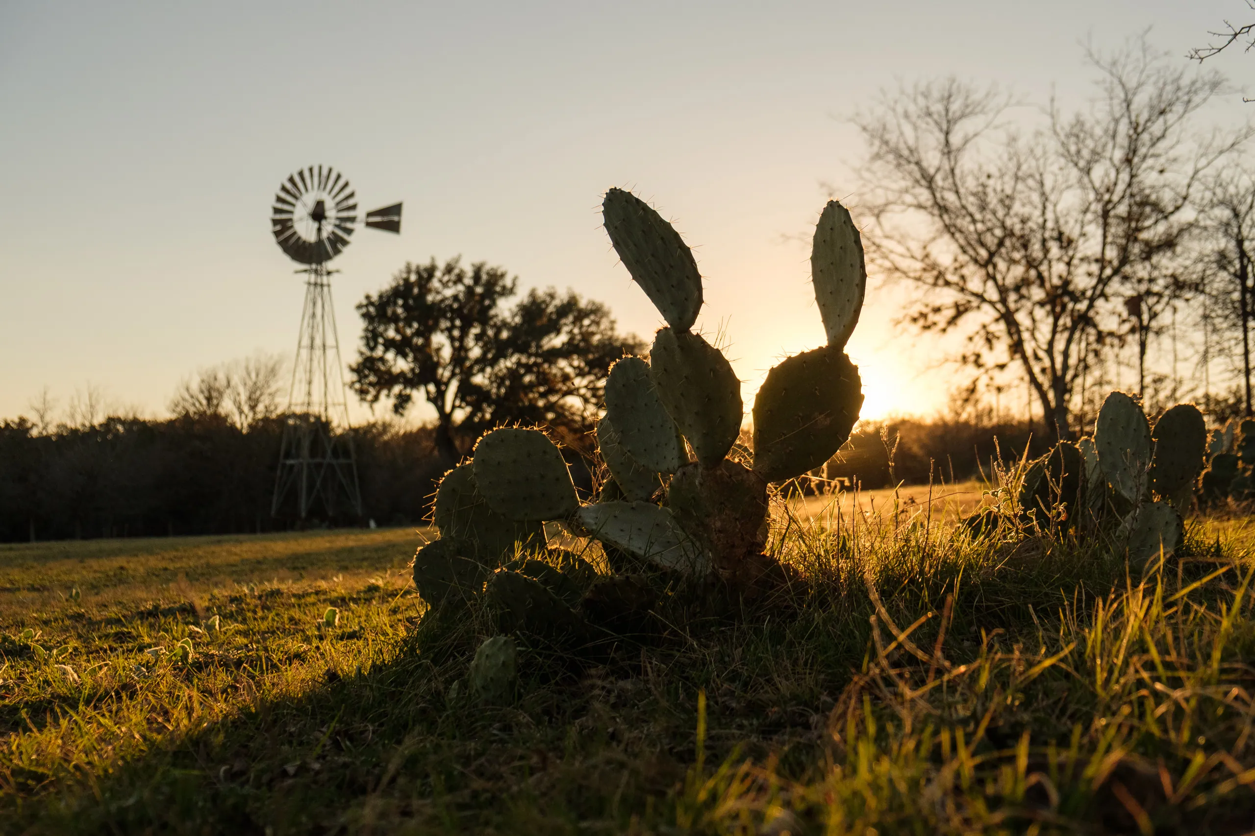 Sunset cactus and windmill, Canyon Wren Ranch