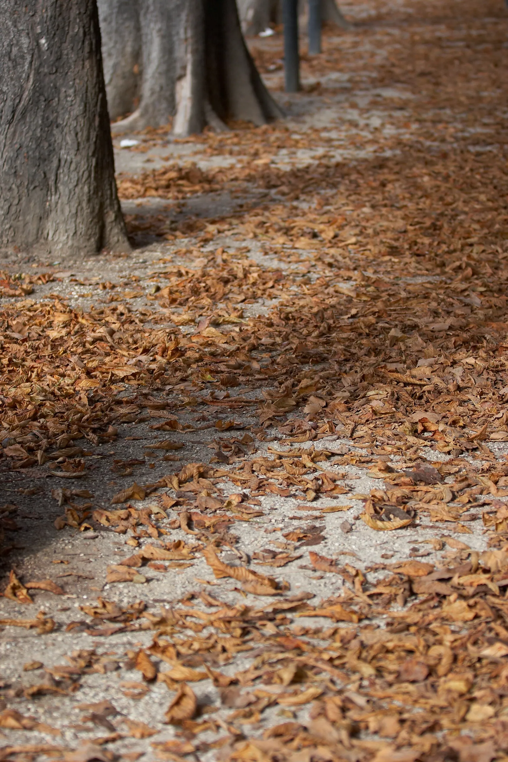 Fallen Leaves